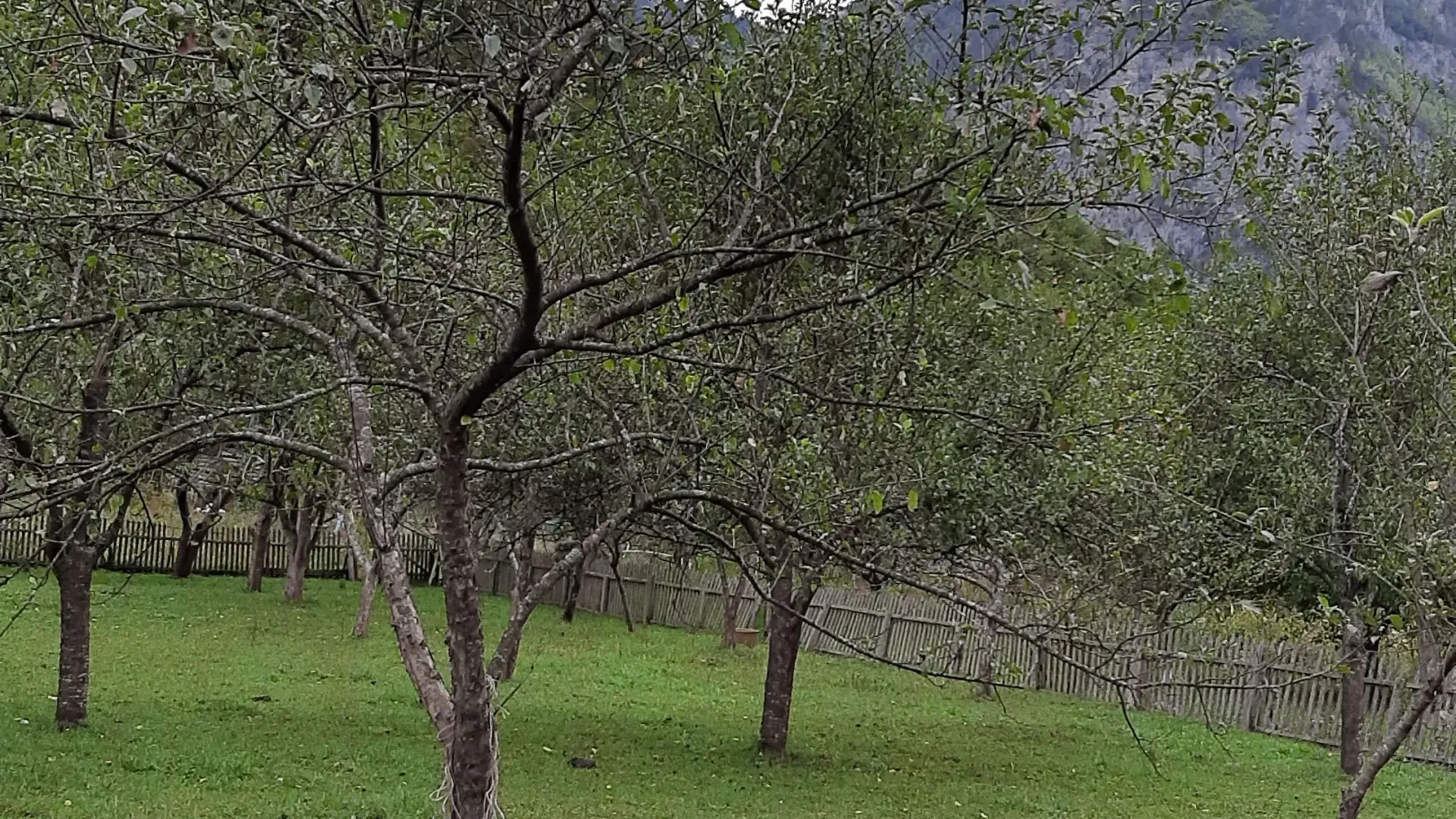 Prodaja, plac, 4000m², Dobrilovina, Mojkovac