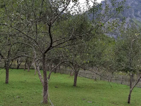 Prodaja, plac, 4000m², Dobrilovina, Mojkovac - image 8