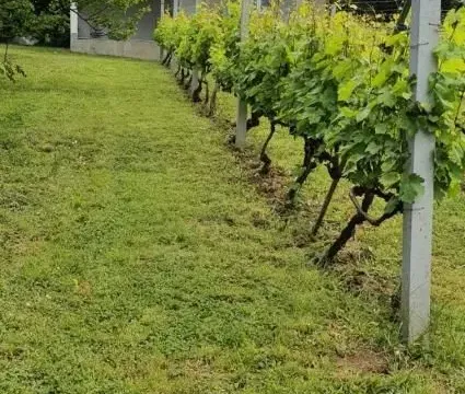 Prodaja, kuća, 360m², Irig, Srbija - image 5