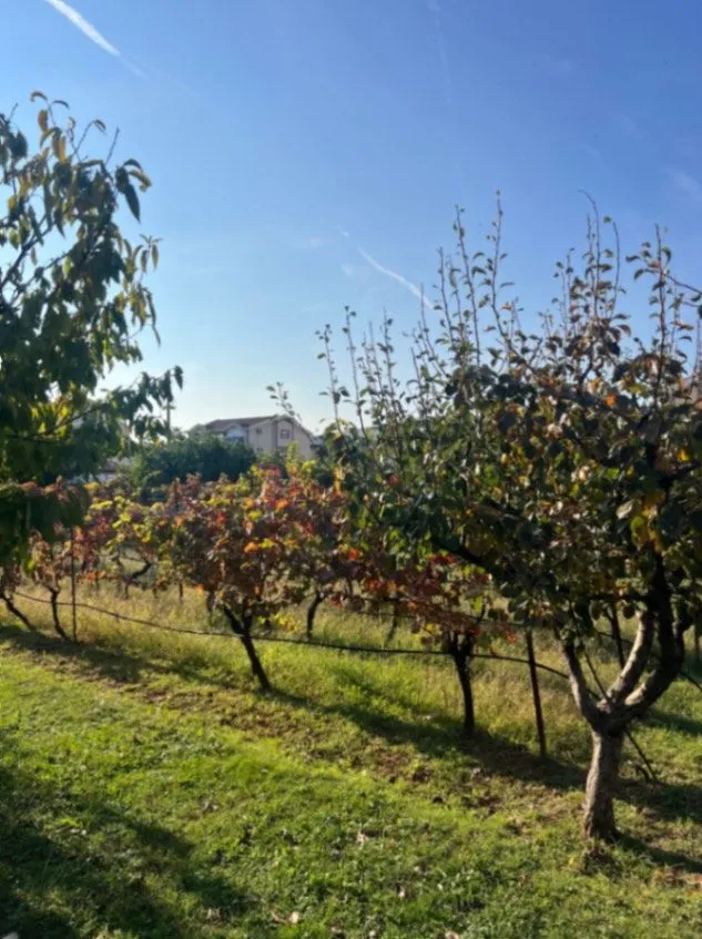 Prodaja, plac, 700m², Dalmatinska ulica, Podgorica