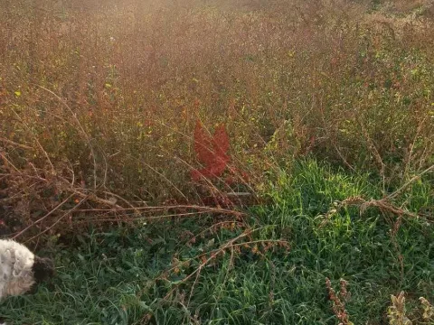 Sale, office space, 997m², Rabrovac, Mladenovac - image 11