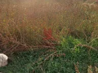 Sale, office space, 997m², Rabrovac, Mladenovac - image 11