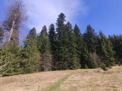 Prodaja, plac, 800m², Tara, Srbija - image 7