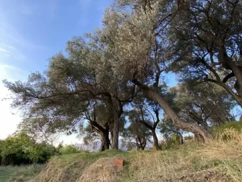 Prodaja, plac, 3770m², Zaljevo, Bar - image 2