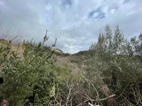 Pogled na zeleni plac sa maslinama i gustim rastinjem pod oblačnim nebom. - image 6