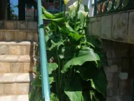 Prodaja, kuća, 287m², Lazi, Budva - image 7