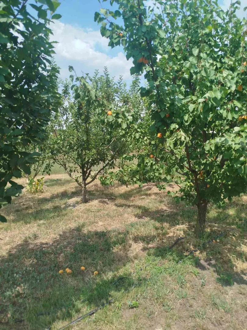 Voćnjak sa zrelim stablima i plodovima na travi.