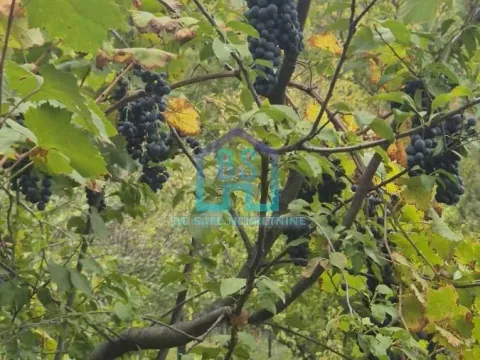 Prodaja, plac, 1200m², Alibegovac, Petrovaradin - image 3