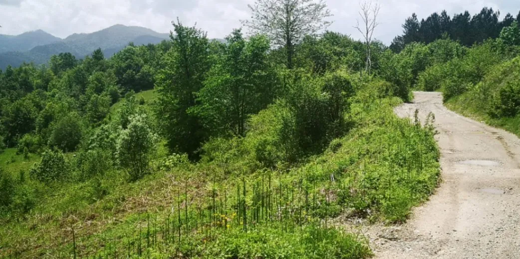 Prodaja, plac, 5300m², Bašanje Brdo, Kolašin