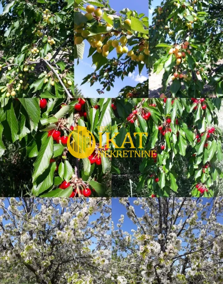 Kolar-kolaž koji prikazuje voćnjak sa trešnjama u cvatu i sa plodovima.