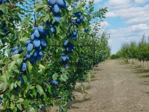 Prodaja, plac, 4636m², Sremska Mitrovica, Srbija - image 2