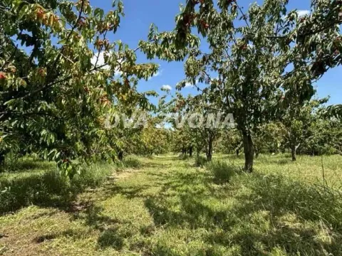 Prodaja, plac, 287m², Novi Slankamen, Inđija - image 10