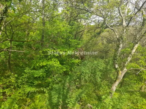 Gusti šumski predeo sa zelenim drvećem i rastinjem. - image 13