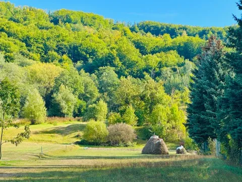 Pogled na zeleno dvorište i okolnu šumu sa bujnom vegetacijom. - image 3