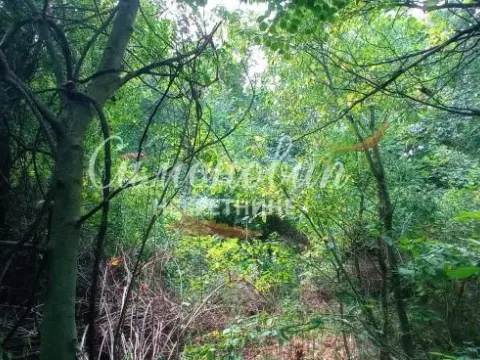 Prodaja, plac, 850m², Surčin, Beograd - image 3