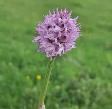 Prodaja, plac, 12650m², Gorica C, Podgorica - image 9