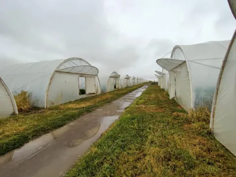 Prodaja, plac, 520m², Vrbas, Novi Sad - image 4