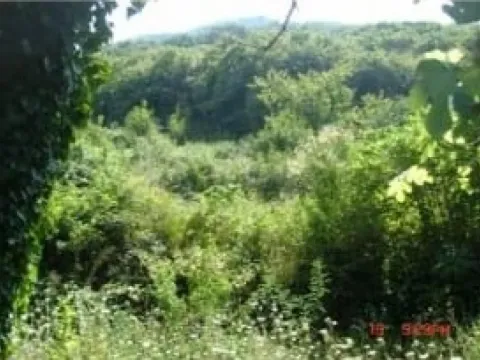 Prodaja, plac, 5900m², Kostanjica, Kotor - image 3