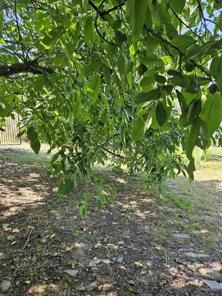 Prodaja, plac, 5000m², Stari Slankamen, Inđija