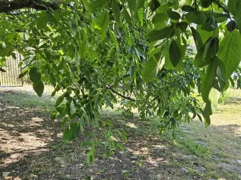 Sale, land lot, 5000m², Stari Slankamen, Inđija - image 13