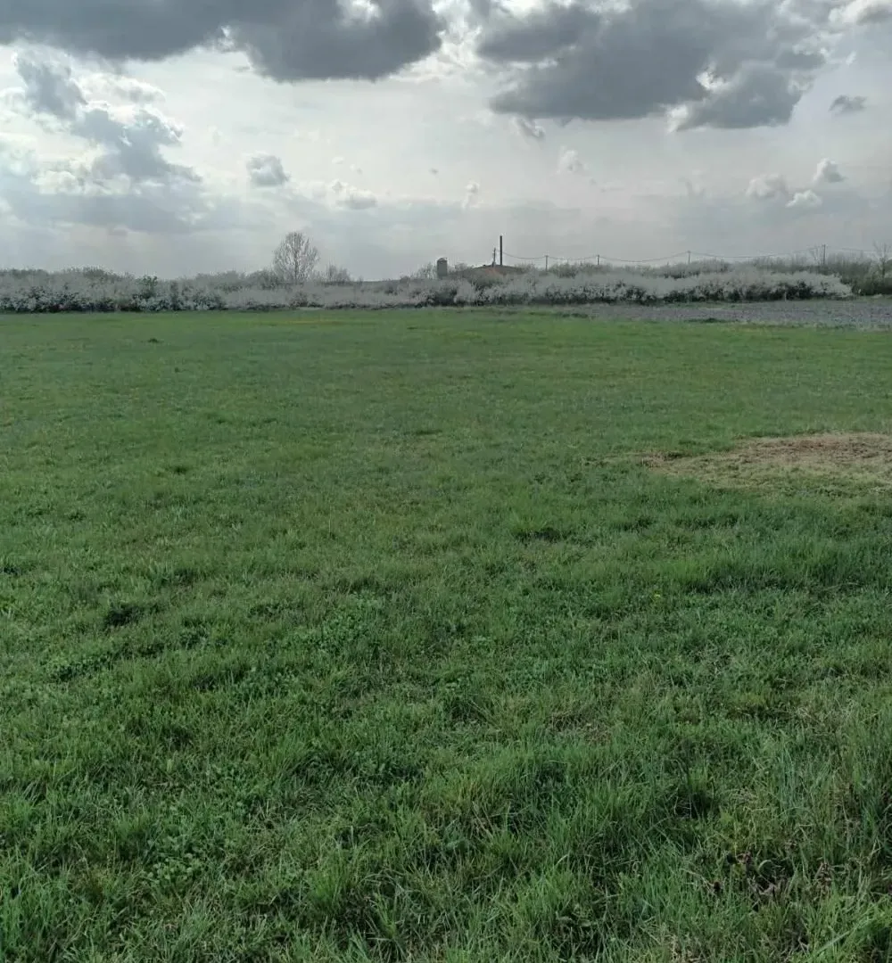 Prodaja, plac, 2391m², Petrovčić, Surčin