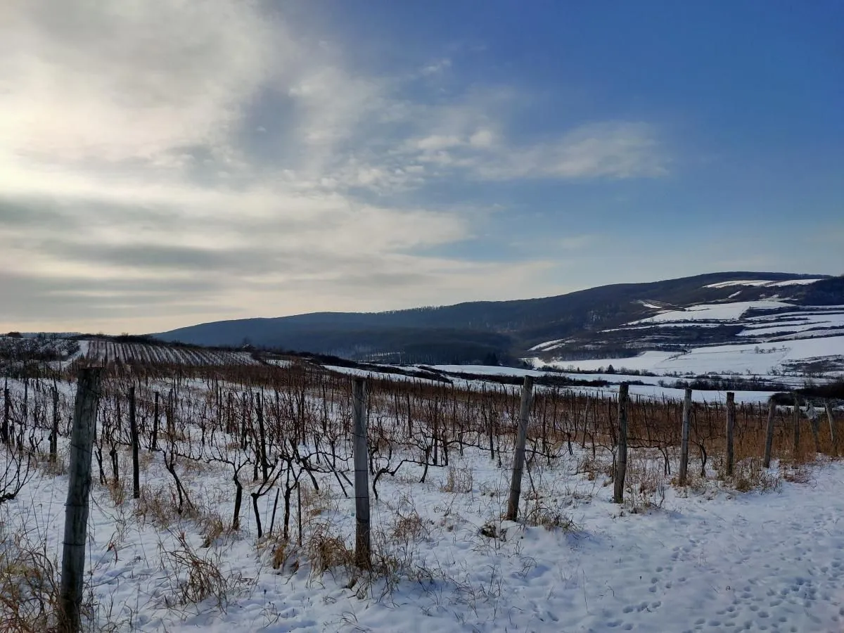 Prodaja, plac, 300m², Beočin, Srbija