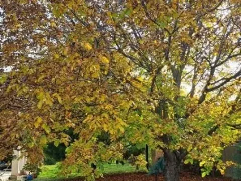 Prodaja, kuća, 115m², Sremski Karlovci, Novi Sad - image 18