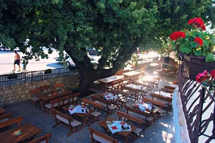 Spacious outdoor terrace with wooden tables shaded by a large tree.