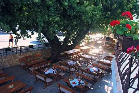 Spacious outdoor terrace with wooden tables shaded by a large tree. - image 4