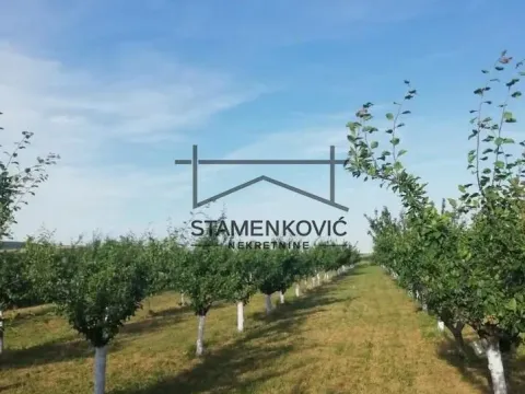 Prodaja, plac, 4636m², Sremska Mitrovica, Srbija - image 13