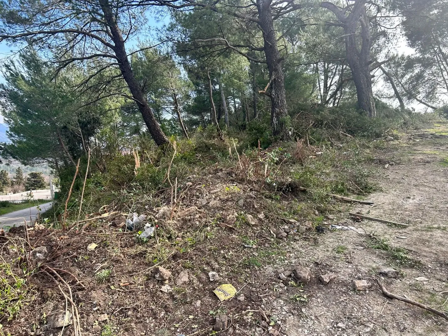 Pogled na šumoviti plac i okruženje.