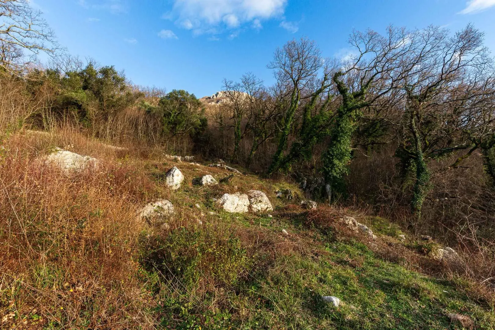 Pogled na prirodno okruženje sa šumom i rastinjem.