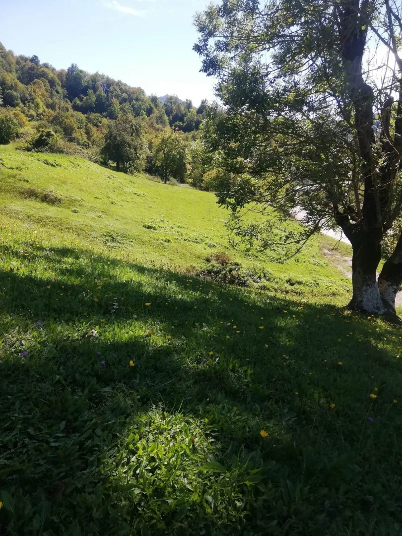 Zelena livada okružena drvećem na sunčanom danu.