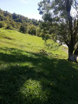 Zelena livada okružena drvećem na sunčanom danu. - image 15