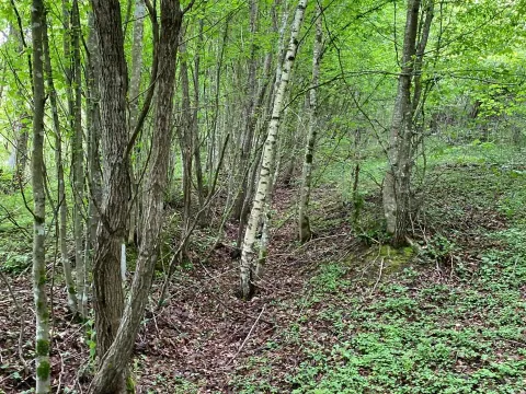 Prodaja, plac, 13789m², Bijelo Polje, Podgorica - image 6