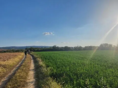 Prodaja, plac, 1438m², Petrovaradin, Novi Sad - image 2