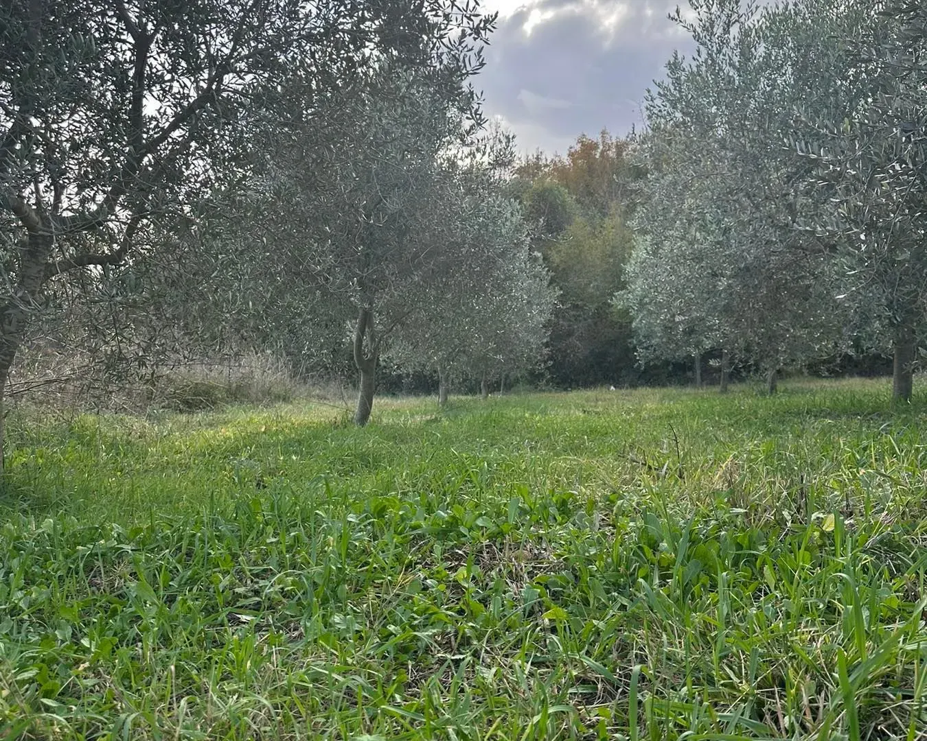 Prodaja, plac, 6000m², Ulcinj, Crna Gora