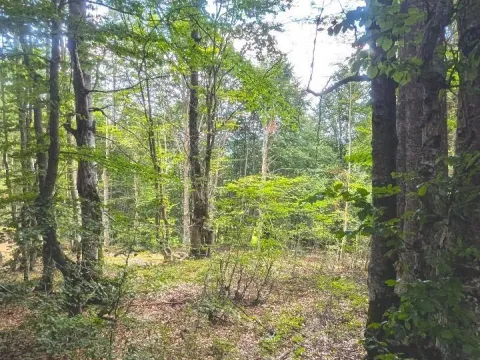 Sale, land lot, 691m², Žabljak, Crna Gora - image 16