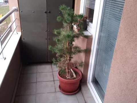 Izdavanje, jednosoban stan, 38m², Zvezdara Sve Podlokacije, Beograd - image 8