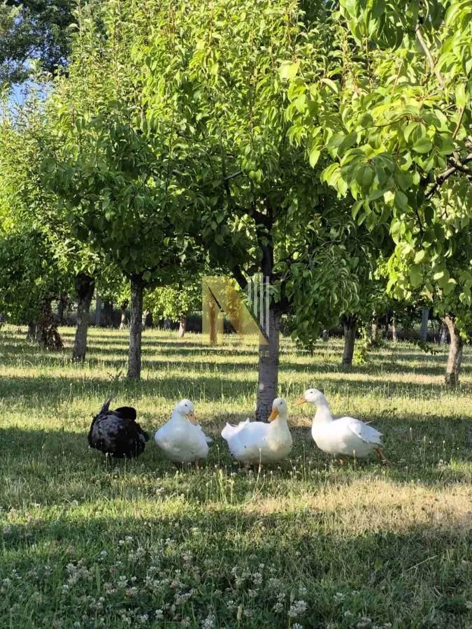 Prodaja, kuća, 230m², Srbobran, Novi Sad
