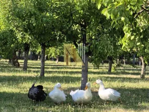 Sale, house, 230m², Srbobran, Novi Sad - image 75