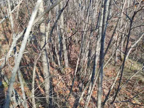 Prodaja, plac, 20937m², Cetinje, Crna Gora - image 3