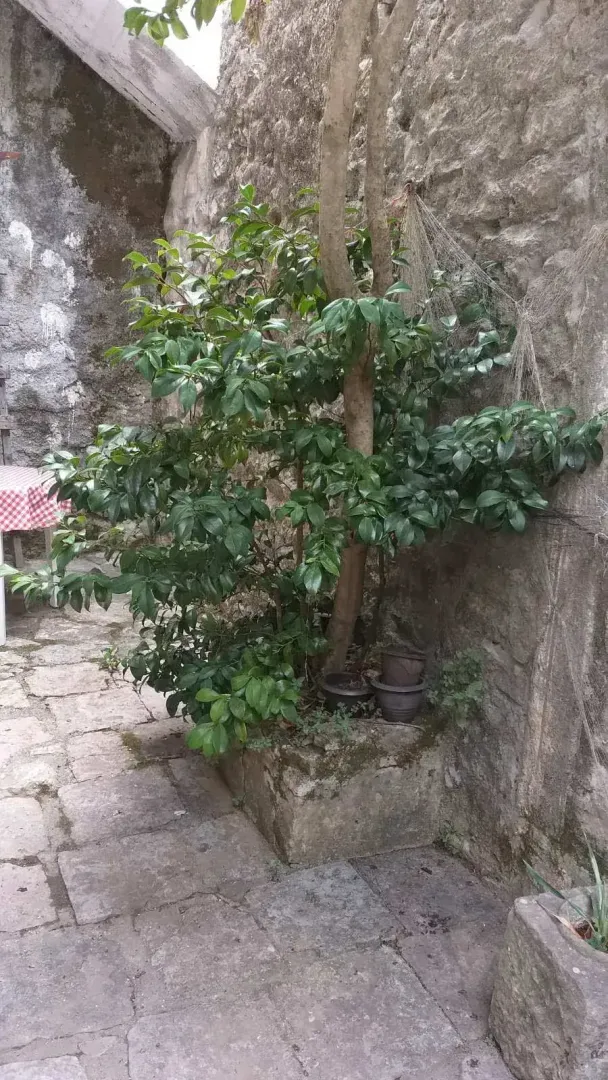 Dvorište sa drvetom i kamenim popločanjem.