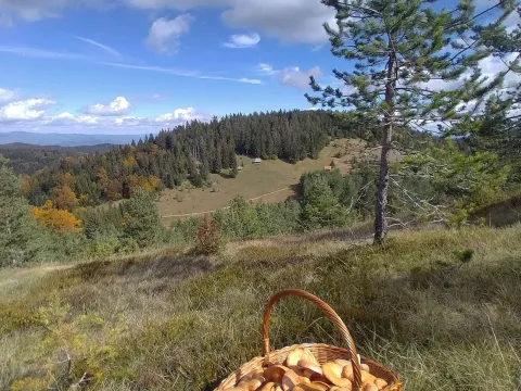 Prodaja, plac, 7000m², Mokra gora, Tara - image 16