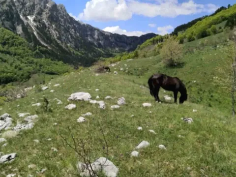 Prodaja, plac, 32013m², Gornje Lipovo, Kolašin - image 4