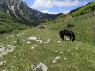 Prodaja,  zemljište, 32013m2, Gornje Lipovo, Kolašin