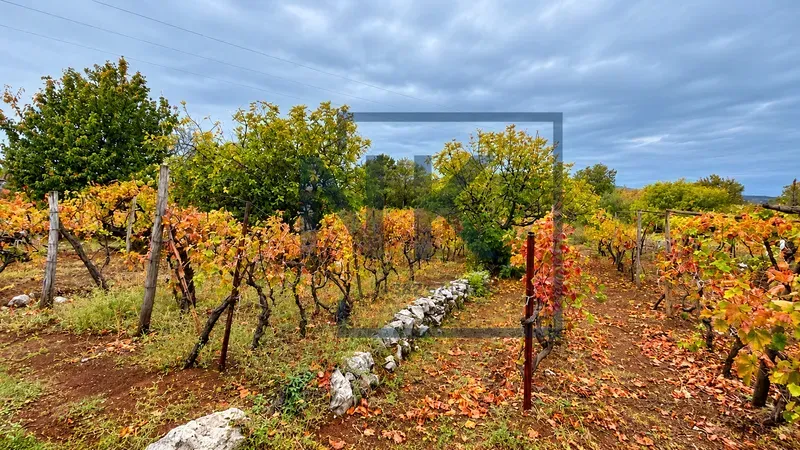 Pogled na vinograd sa drvenim stubovima i jesenjim lišćem.
