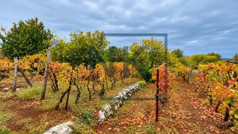 Pogled na vinograd sa drvenim stubovima i jesenjim lišćem. - image 17