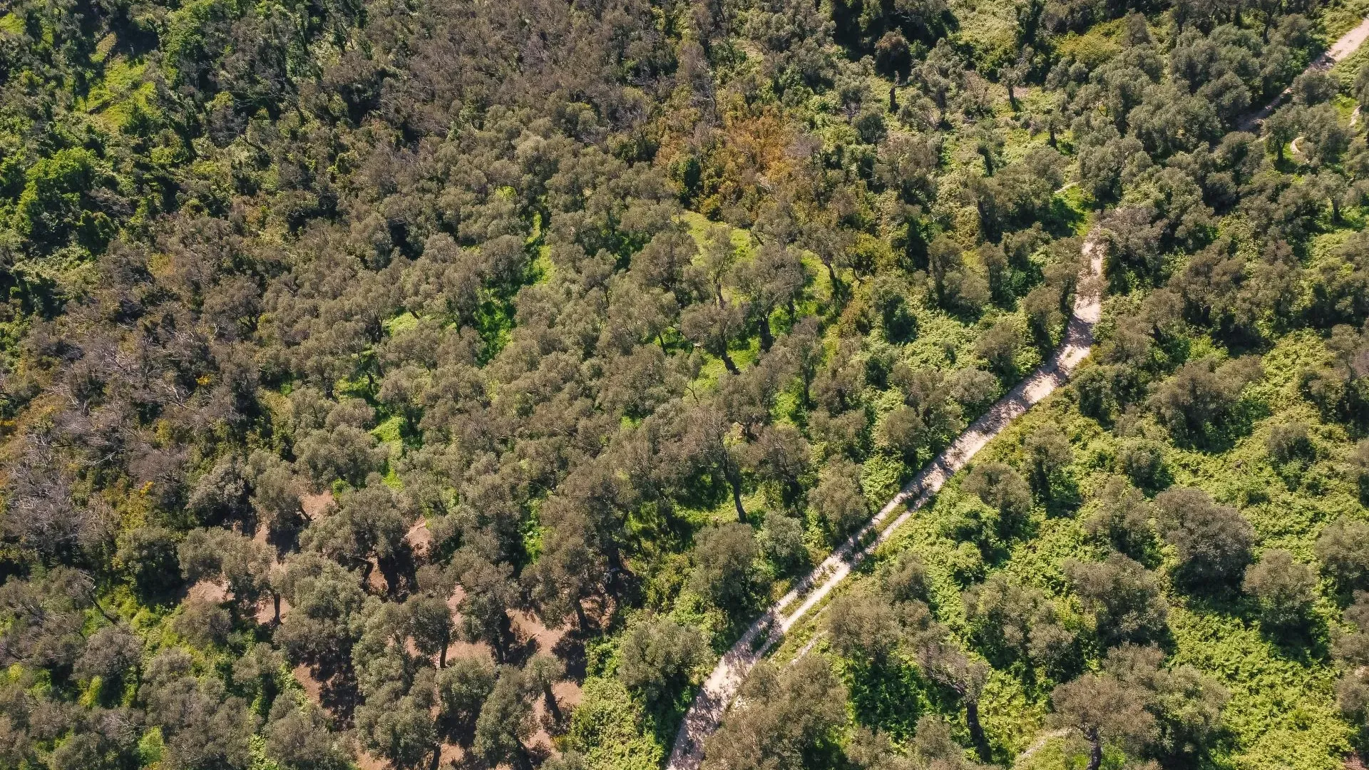 Prodaja, plac, 3030m², Ulcinj, Crna Gora
