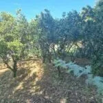 Prodaja, plac, 1658m², Herceg Novi, Crna Gora - image 3